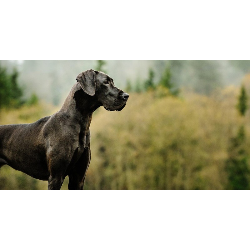 Great Dane See Diamo...