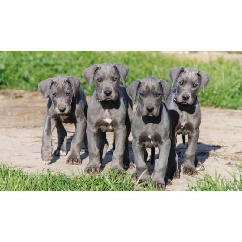 Great Dane Puppy Dia...