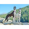 Great Dane Love Diamond Painting Kit