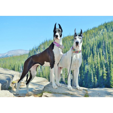 Great Dane Love Diamond Painting Kit