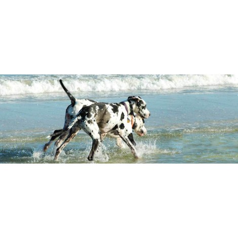 Great Dane Beach Diamond Painting Kit