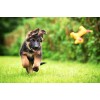 German Shepherd Puppy Diamond Painting Kit