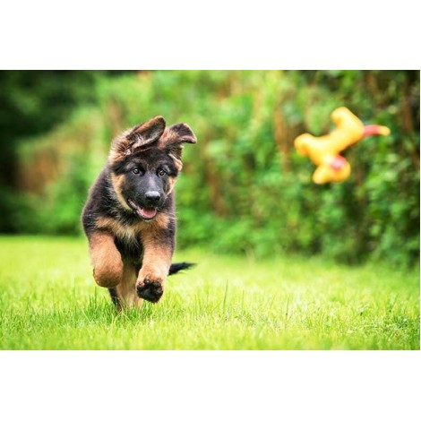 German Shepherd Puppy Diamond Painting Kit