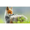 Fox White Diamond Painting Kit