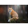 Fox Night Forest Diamond Painting Kit