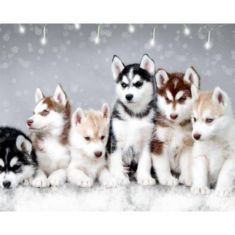 Husky Dogs Diamond P...