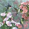 Hummingbirds Flowers Diamond Painting Kit