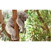 Koala Sleep Diamond Painting Kit