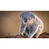 Koala In The Tree Diamond Painting Kit