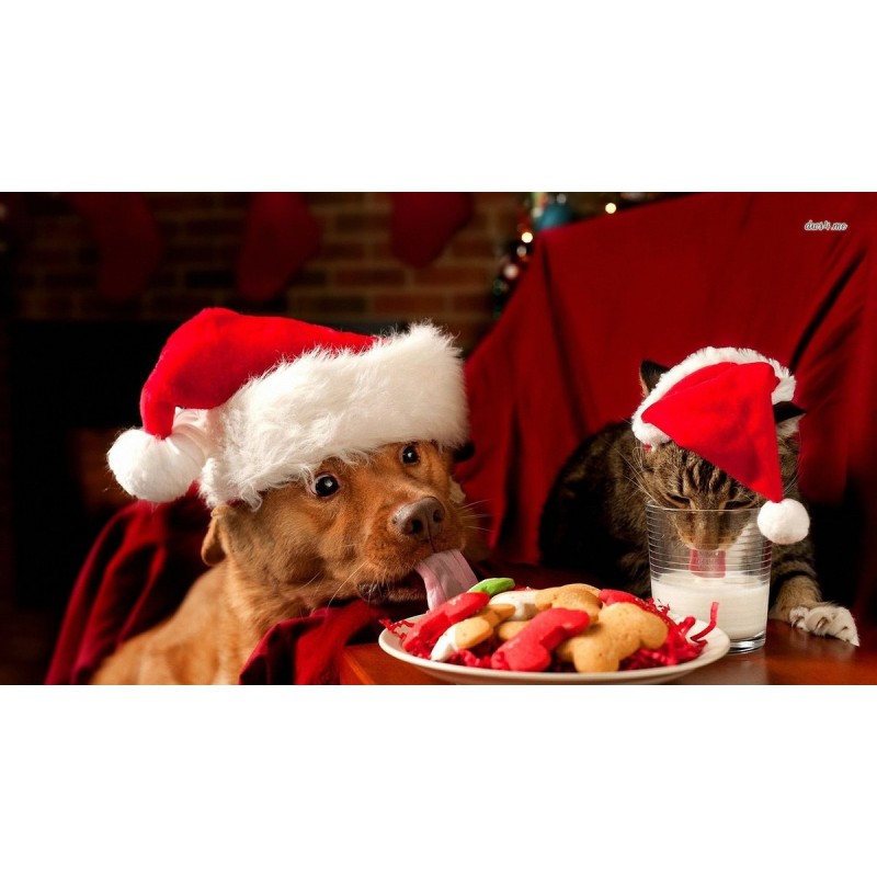 Dog And Cat Christma...