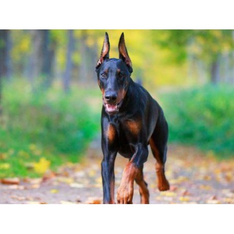 Doberman Pinscher Cross Diamond Painting Kit