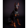 Doberman Photo Diamond Painting Kit