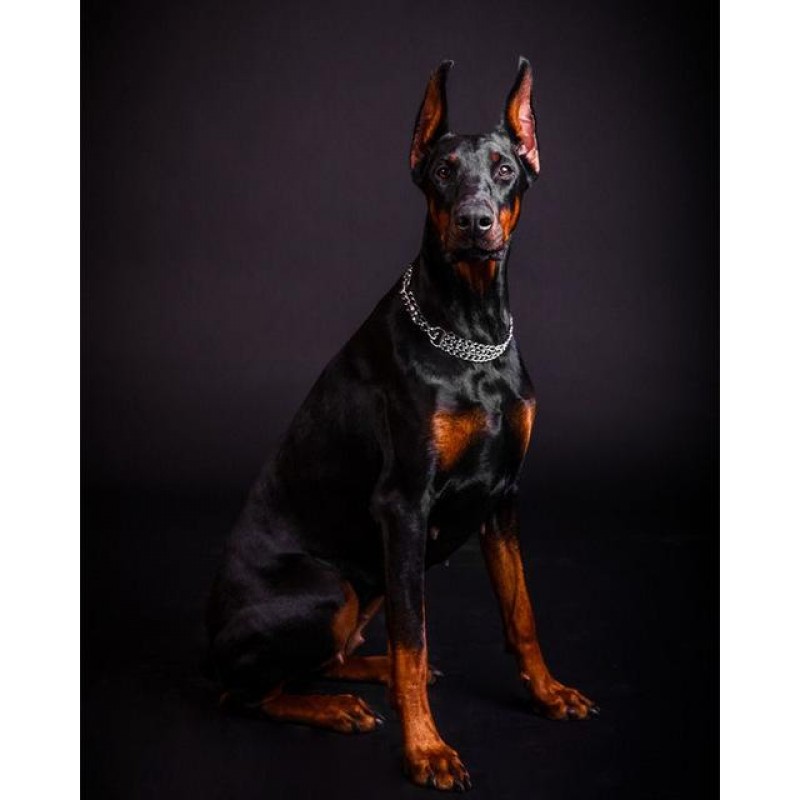 Doberman Photo Diamo...