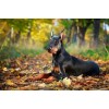 Doberman Park Diamond Painting Kit