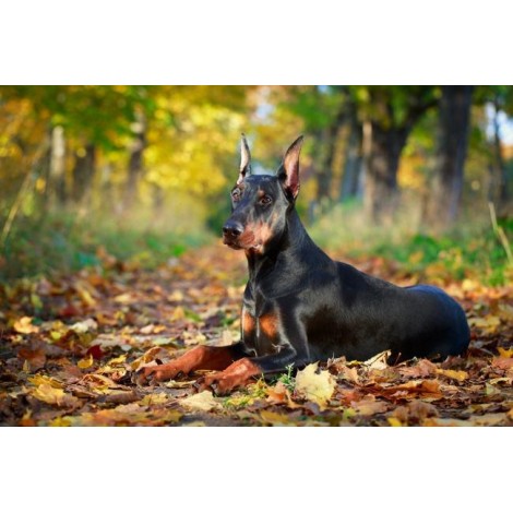 Doberman Park Diamond Painting Kit