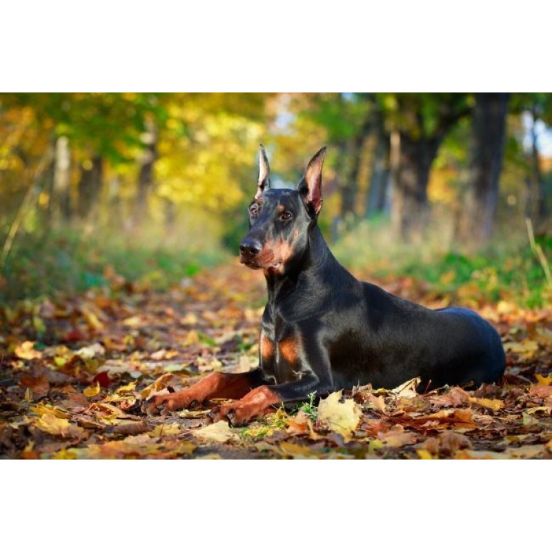 Doberman Park Diamon...