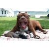 Pitbull Mom Diamond Painting Kit