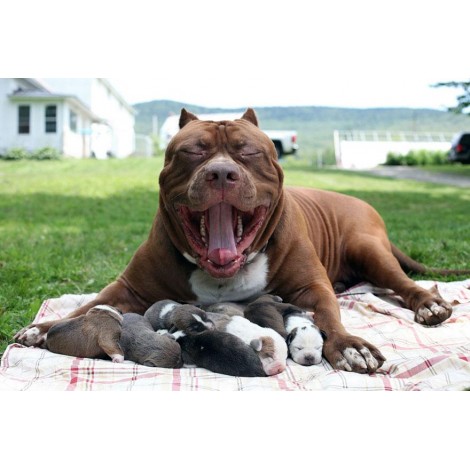 Pitbull Mom Diamond Painting Kit