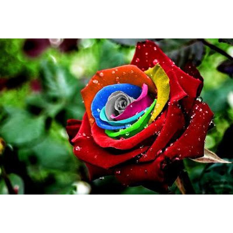 Rainbow Flowers Diam...