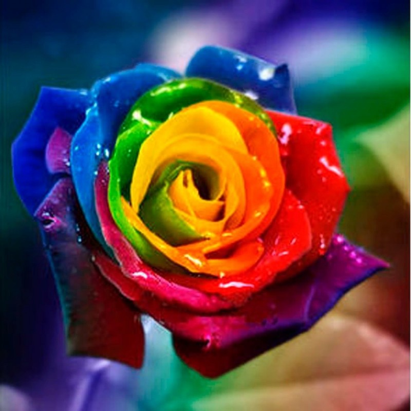 Rainbow Flowers Diam...