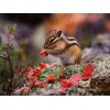 Chipmunk Cute Diamond Painting Kit