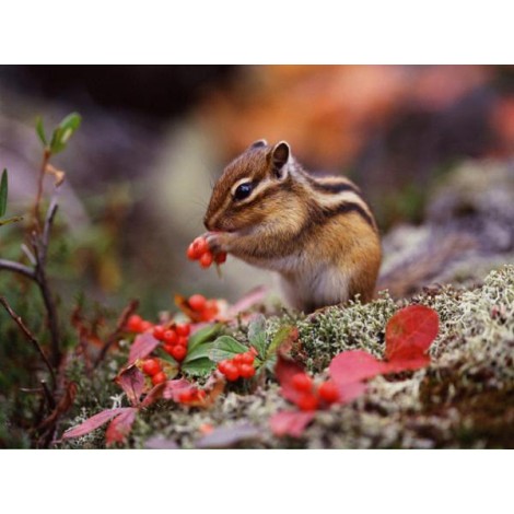 Chipmunk Cute Diamond Painting Kit