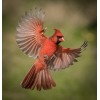 Cardinal Flight Diamond Painting Kit