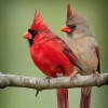 Cardinal Bird Diamond Painting Kit